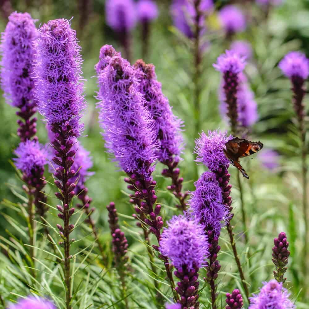 Liatris (Liatris spicata)