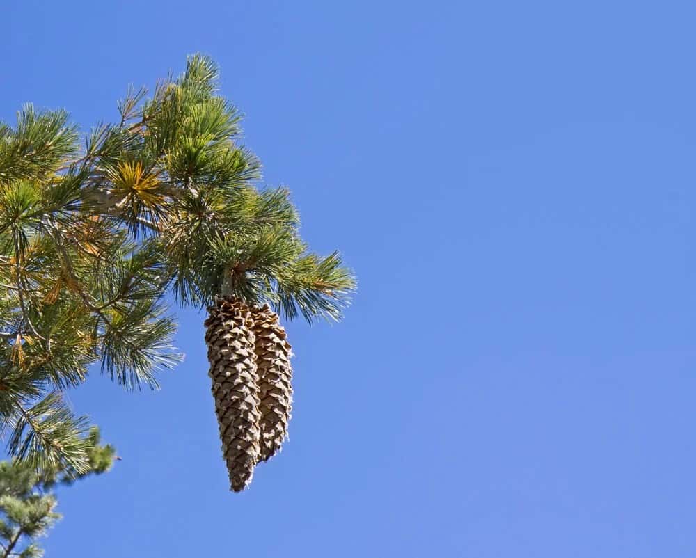 Sugar pine (Pinus lambertiana)