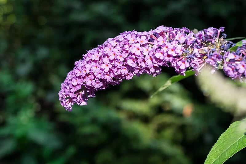 Butterfly Bush (Buddleia Davidii)