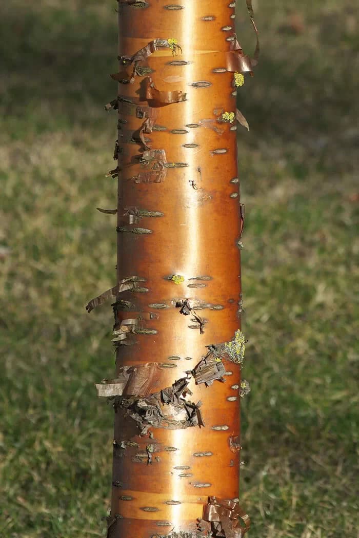 Water Birch (Betula occidentalis or Betula fontinalis)