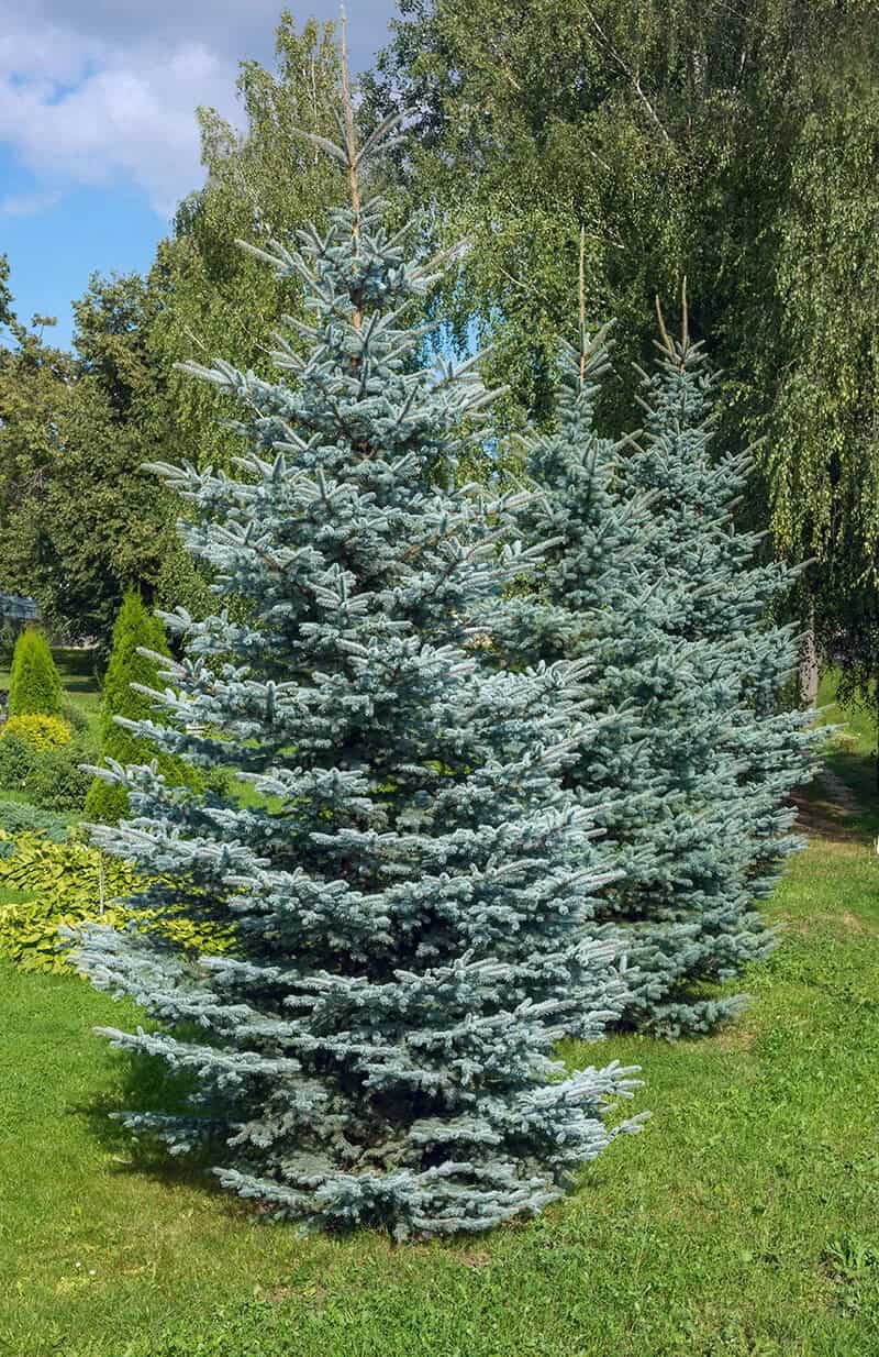 Colorado Blue Spruce (Picea Pungens)