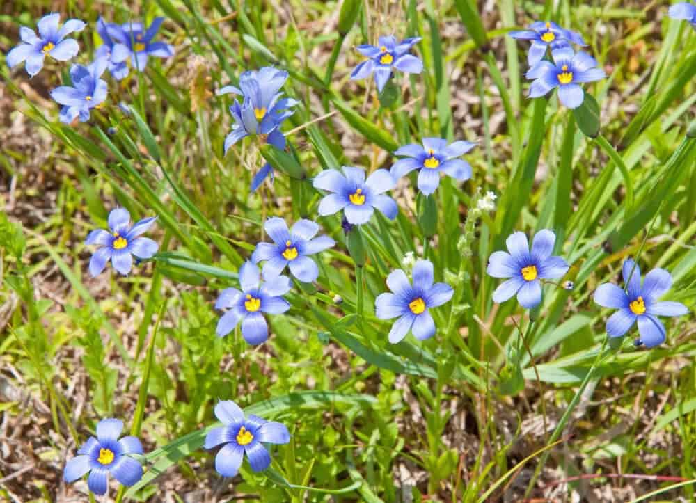 Blue-eyed Grass (Sisyrinchium bellum & S. angustifolium)