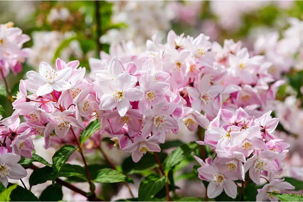 Deutzia (Deutzia)