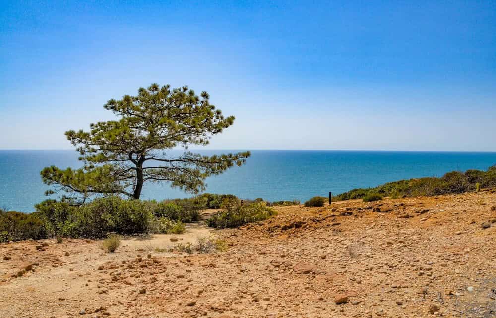 Torrey Pine (Pinus torreyana)