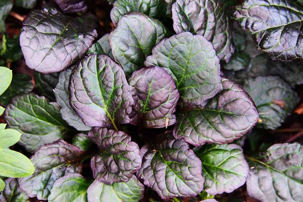 Bugleweed (Ajuga reptans ‘Catlin’s Giant’)