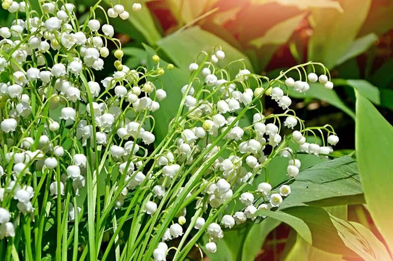 Lily of the Valley (Convallaria Majalis)