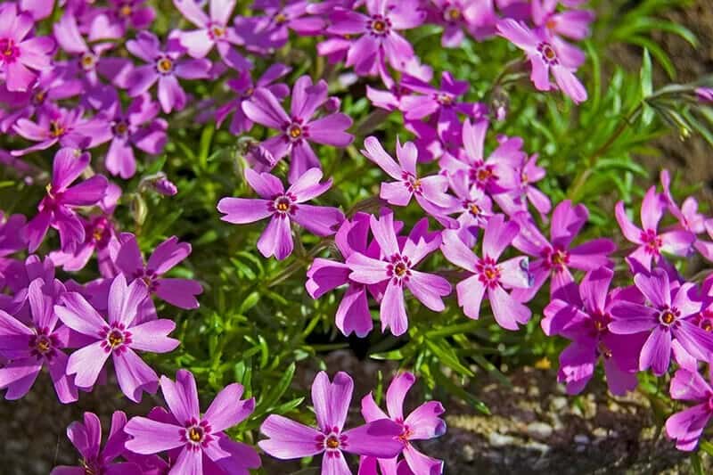 Verbena (Verbena x Hybrida)