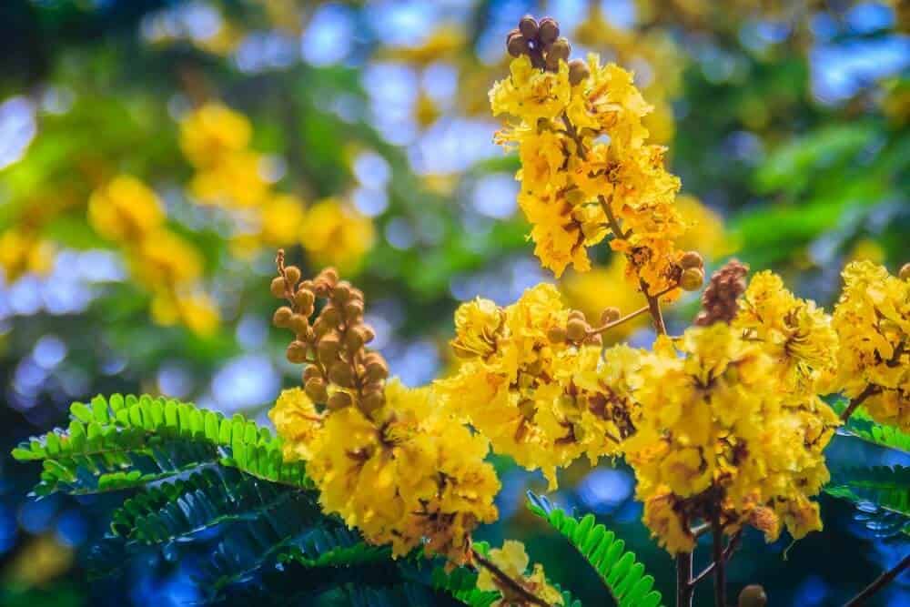 Yellow Flame Tree (Peltophorum pterocarpum)