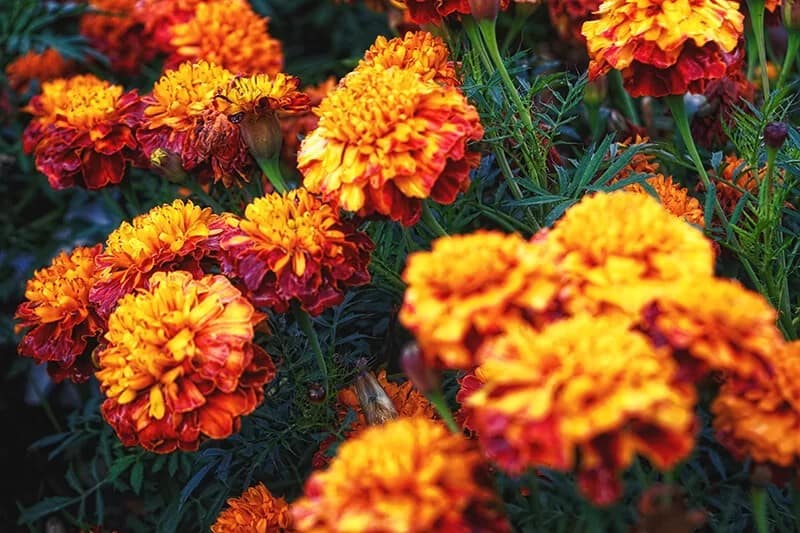 French Marigold (Tagetes Patula)