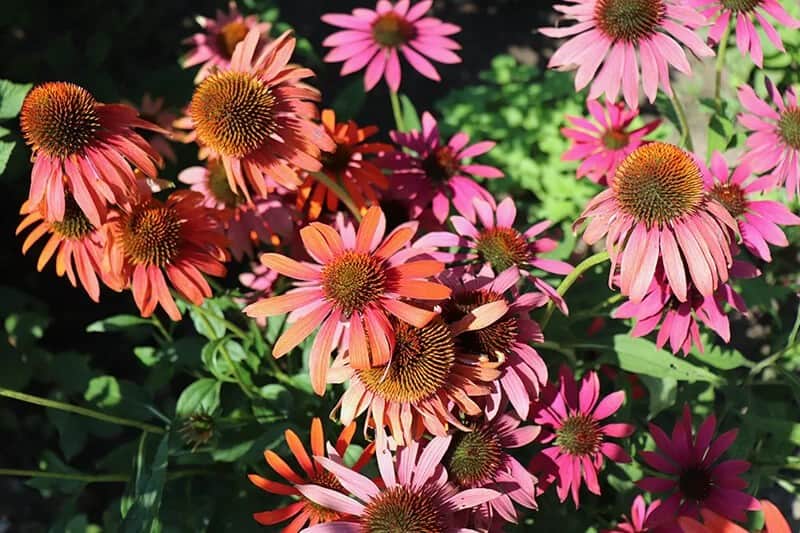 Cheyenne Spirit’ Coneflower (Echinacea’ Cheyenne Spirit’)