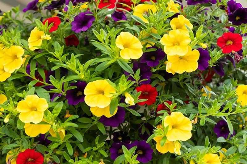 Calibrachoa (Calibrachoa Parviflora “Million bells”)