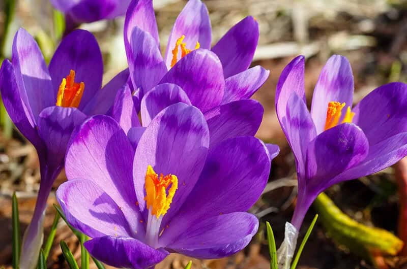 Spring Crocus (Crocus Vernus ‘Remembrance’)