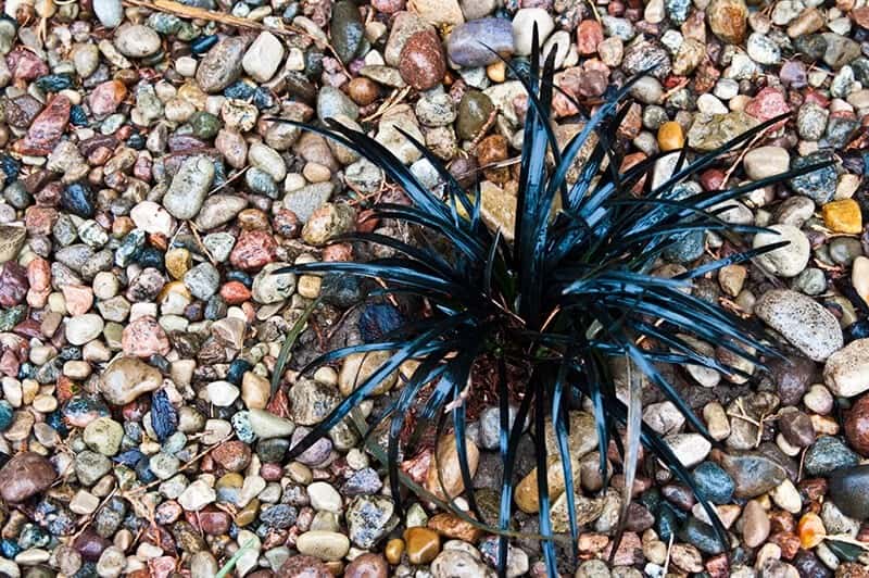 Black Mondo Grass (Ophiopogon Planiscapus)