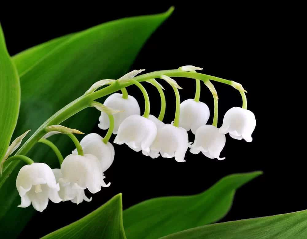 Lily of the Valley (Convallaria majalis)