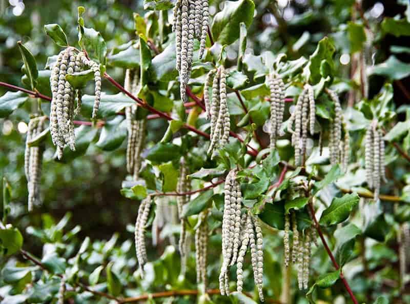 Tassel Bush (Garrya × Issaquahensis)