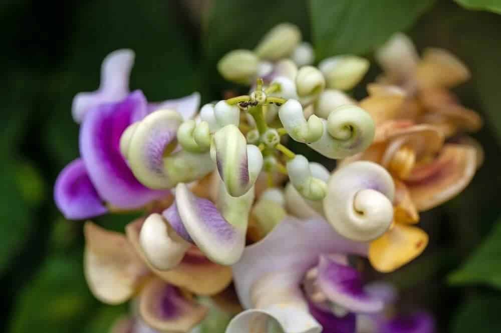 Snail Vine (Cochliasanthus caracalla)