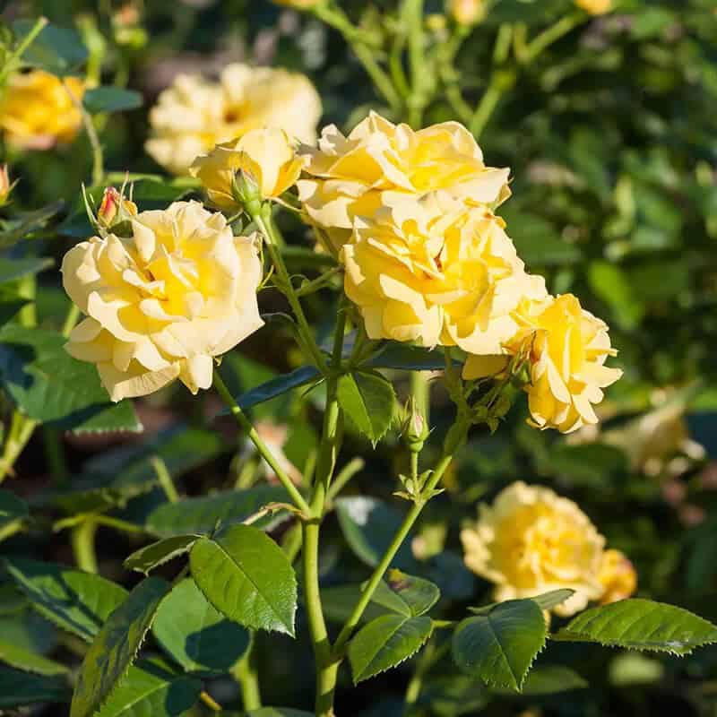 Large-Flowered Climbing Rose (Rosa ‘Lawrence Johnston’)