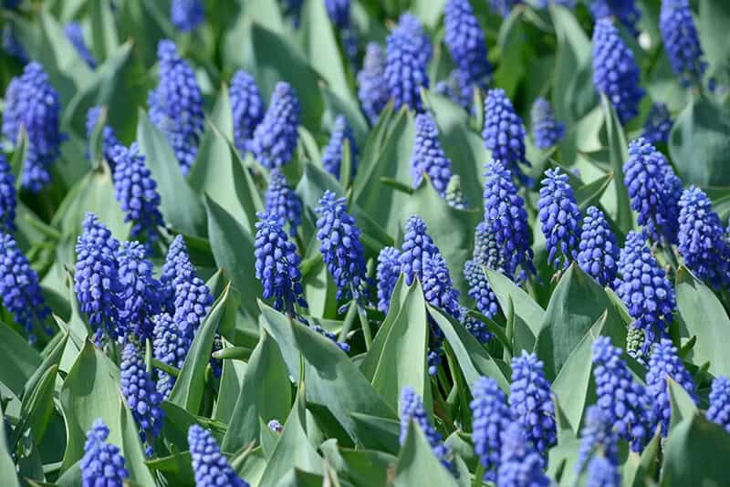 Grape Hyacinth (Muscari latifolium)