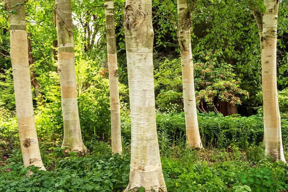 Himalayan Birch (Betula utilis ‘jacquemontii’)