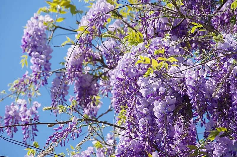 American Wisteria (Wisteria Frutescens)