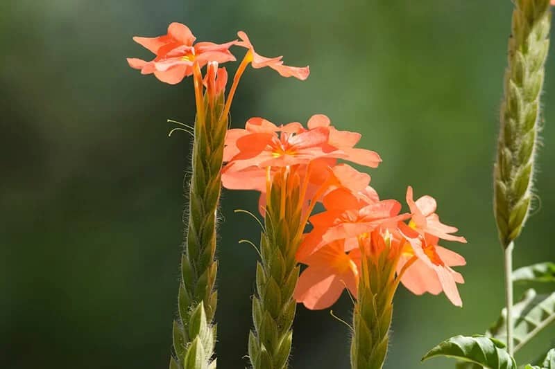 Firecracker Flower (Crossandra infundibuliformis)