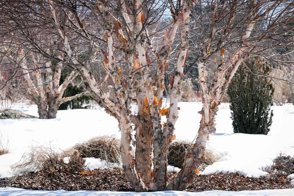 River Birch (Betula nigra)