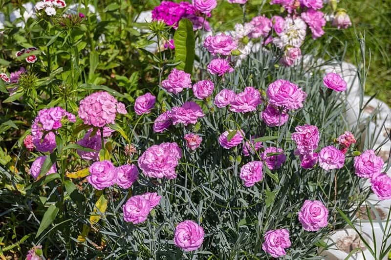 Carnation (Dianthus Caryophyllus)