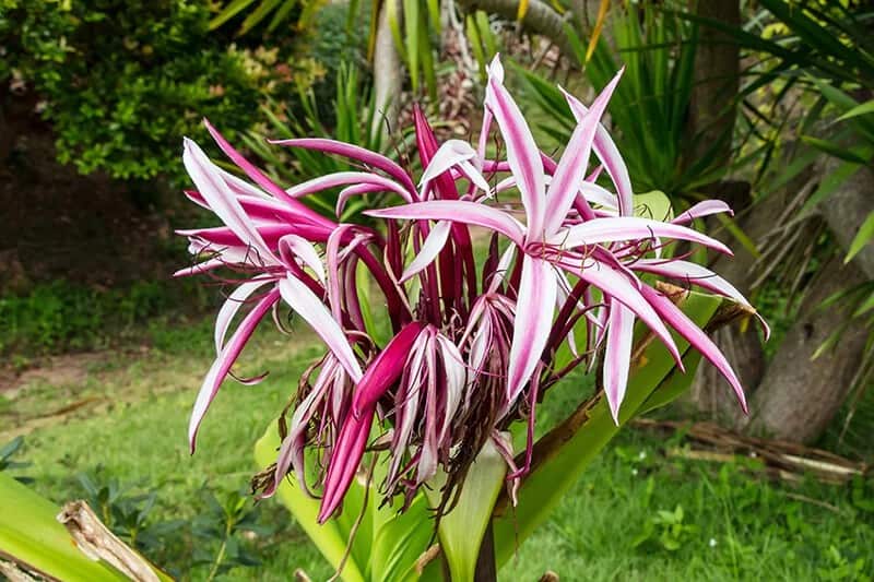 Queensland Lily (Crinum)