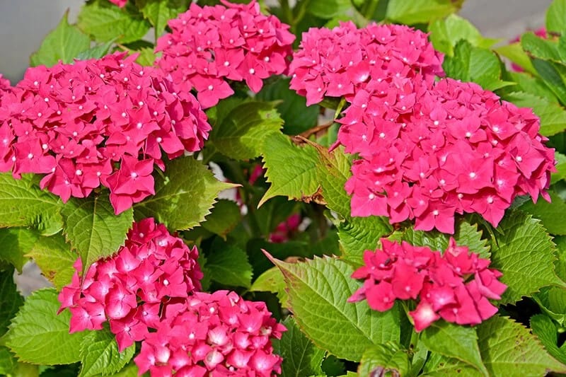 Big Leaf Hydrangea (Hydrangea Macrophylla ‘Alpenglühen’)