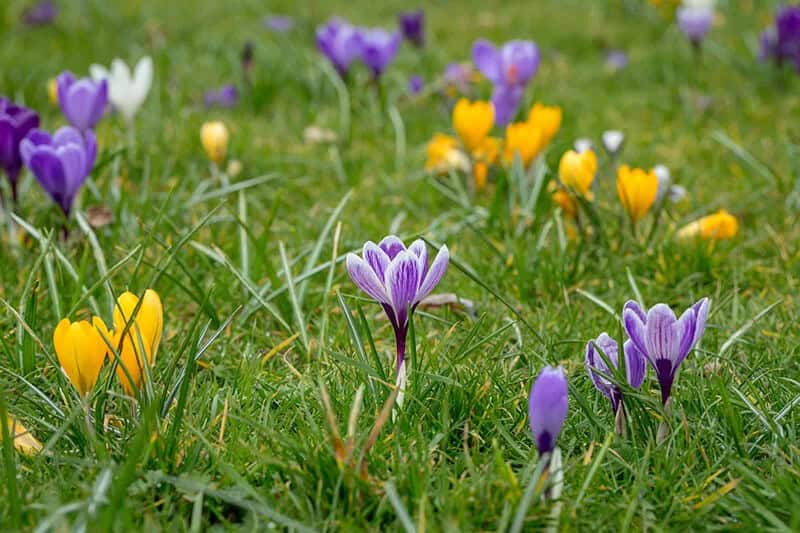 Pickwick Dutch Crocus (Crocus Vernus Pickwick)