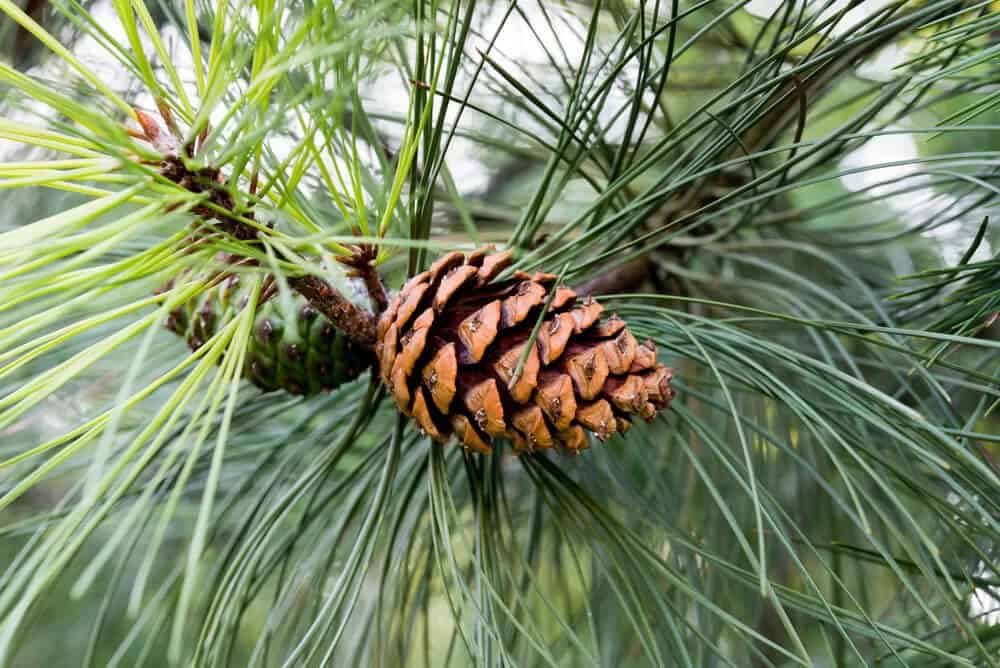 Ponderosa Pine (Pinus ponderosa)