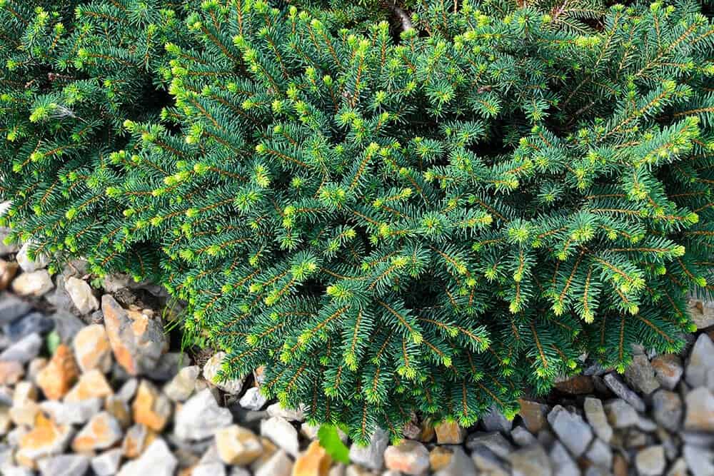 Serbian Spruce ‘Karel’ (Picea omorika ‘Karel’)