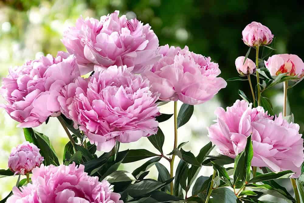 Peonies (Paeonia spp.)