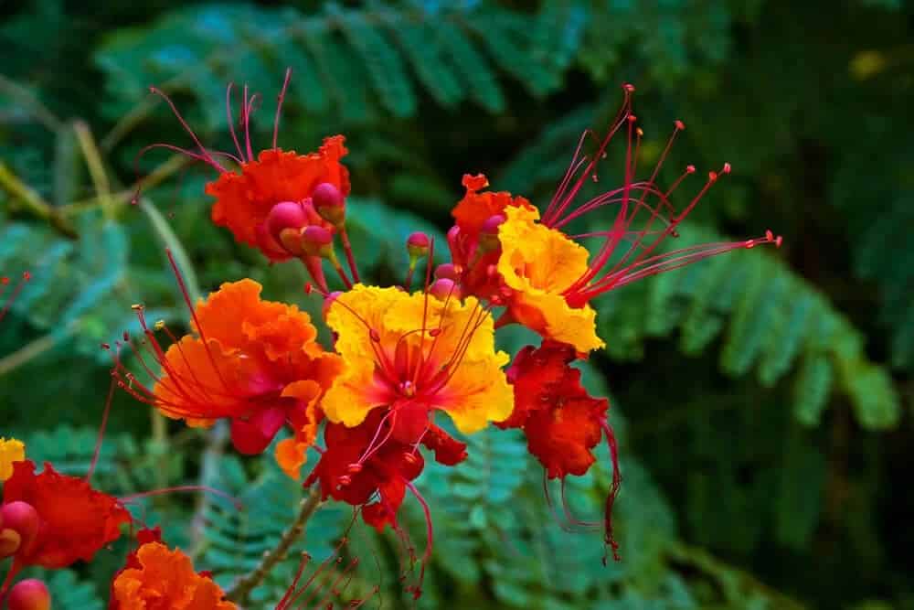 Pride of Barbados (Caesalpinia pulcherrima)