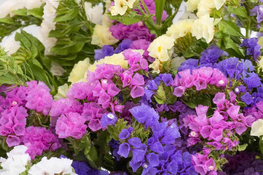 Statice, Sea Lavender (Limonium spp.)