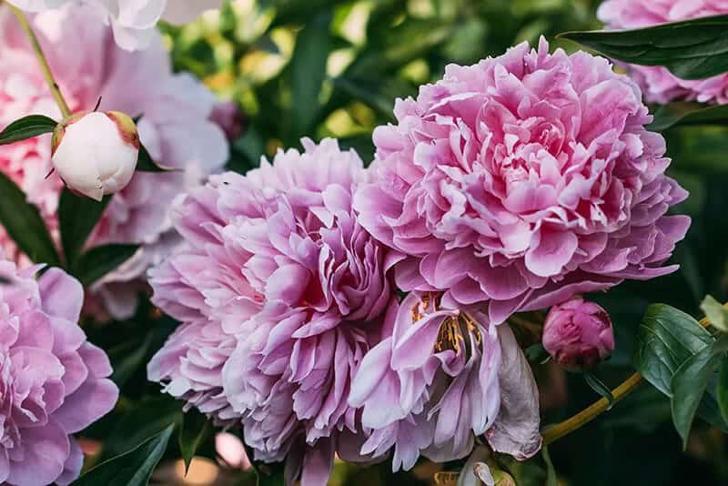 Peonies (Paeonia)