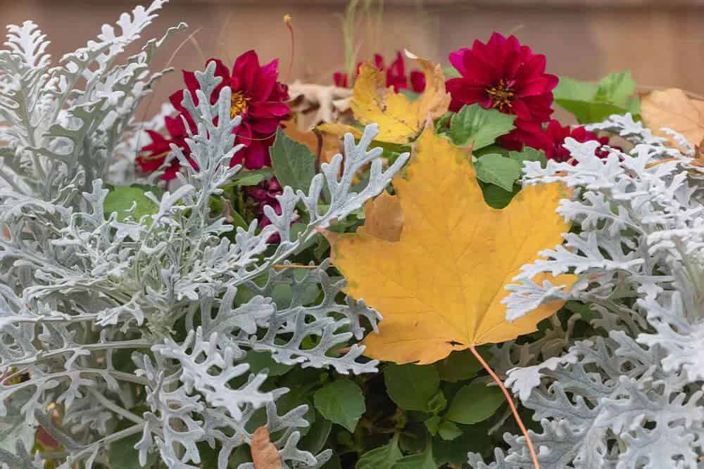 Dusty Miller (Jacobaea maritima)