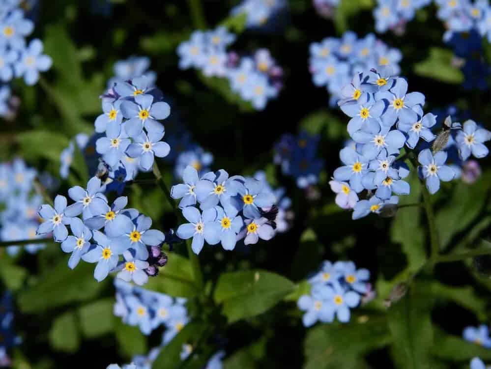 Forget-me-nots (Myosotis sylvaticus)