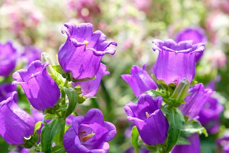 Canterbury Bells (Campanula Medium)