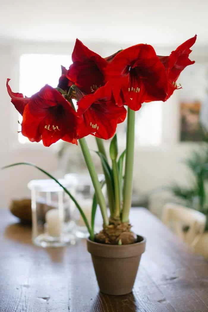 Amaryllis (Amaryllis)