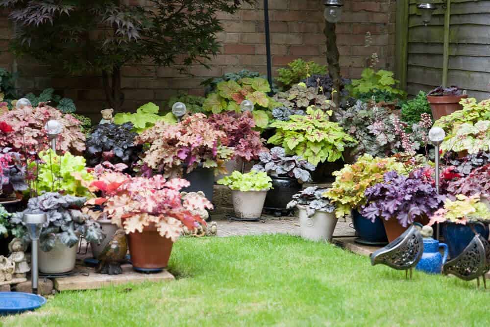 Coral Bells (Heuchera)