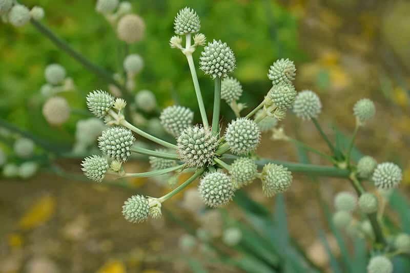 Rattlesnake Master (Eryngium Yuccifolium ‘Prairie Moon’)