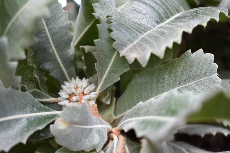 Swamp White Oak Tree (Quercus Bicolor)