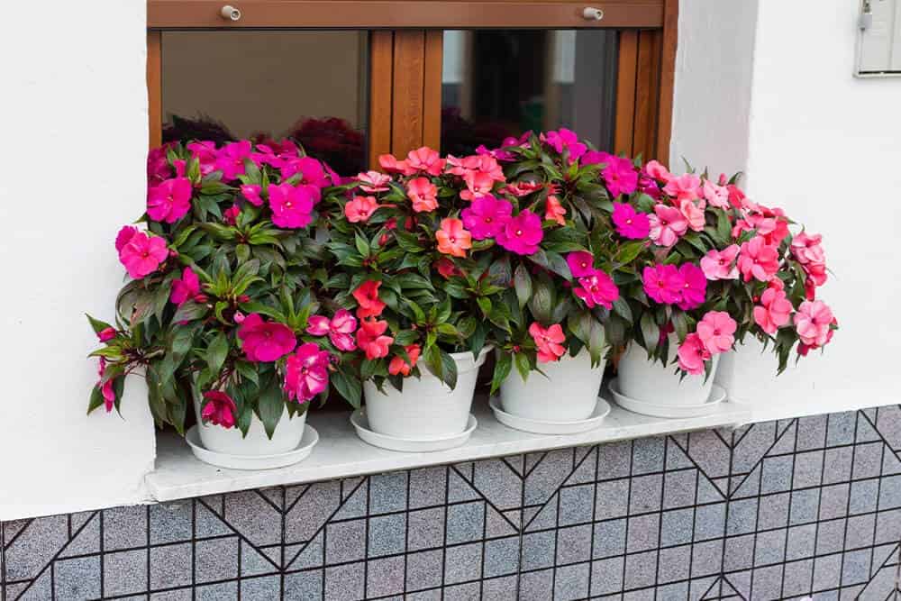 Impatiens (Impatiens)