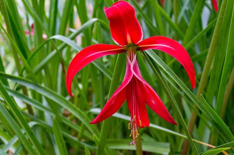 Aztec Lily (Sprekelia Formosissima)