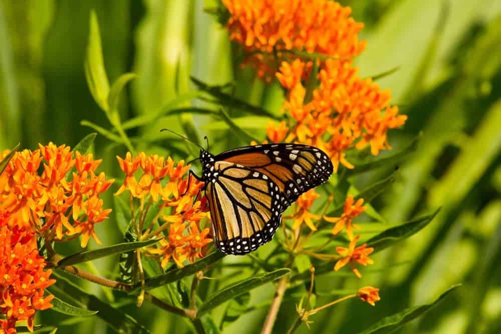 Butterfly Weed (Asclepias tuberosa)