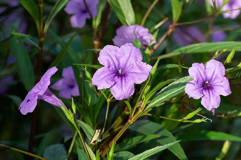 Desert Petunia (Ruellia Simplex ‘Purple Showers’)