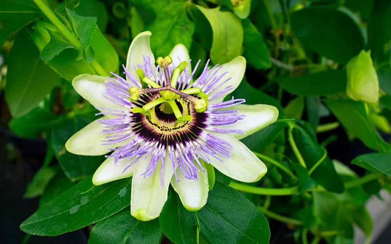 Purple Passionflower (Passiflora Incarnata)