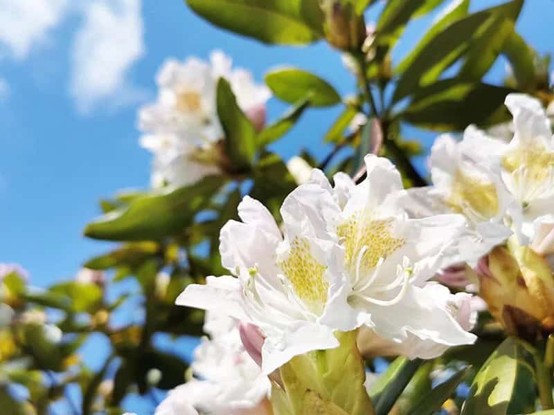 Rhododendron (Rhododendron Cunningham’s White)