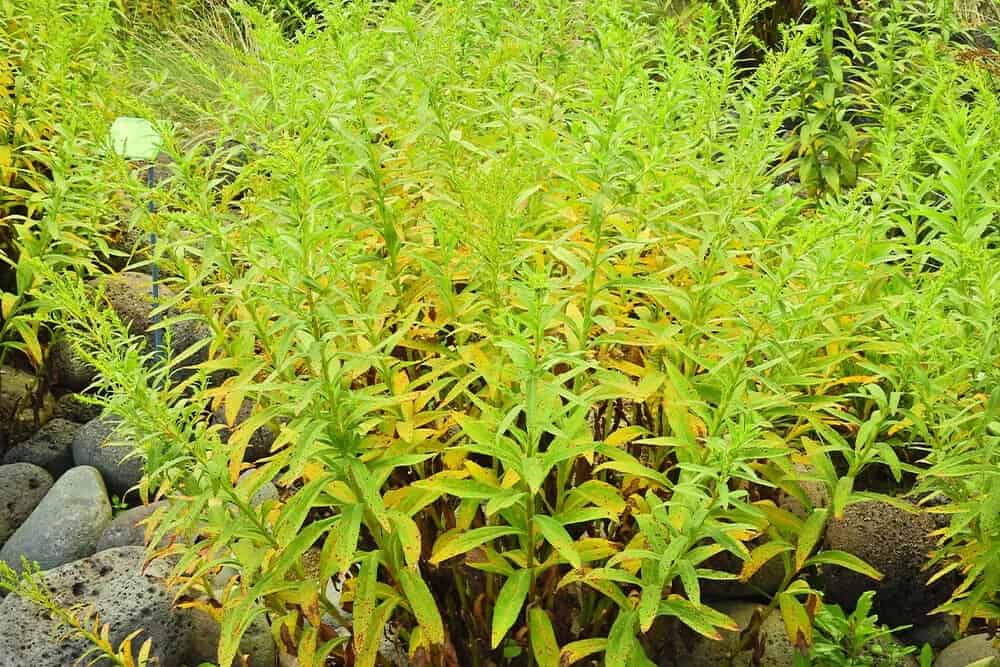 Seaside Goldenrod (Solidago sempervirens)